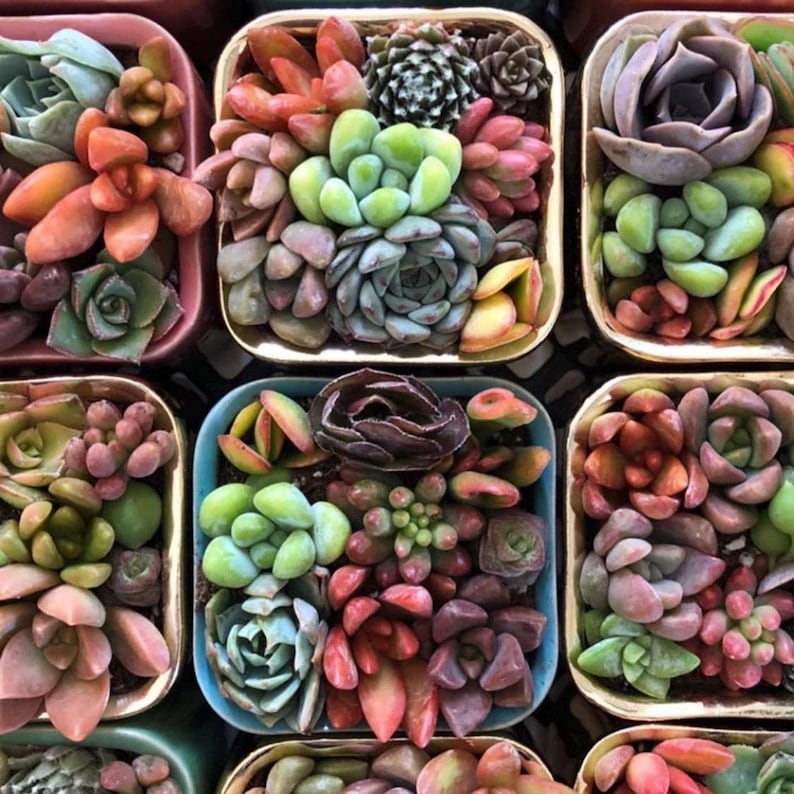 Pixie Candy Dishes: Mini Succulent Pots in Vibrant Colors, planted with brightly colored baby succulents. Gifts, Succulents