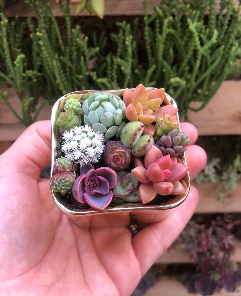 Pixie Candy Dishes: Mini Succulent Pots in Vibrant Colors, planted with brightly colored baby succulents. Gifts, Succulents