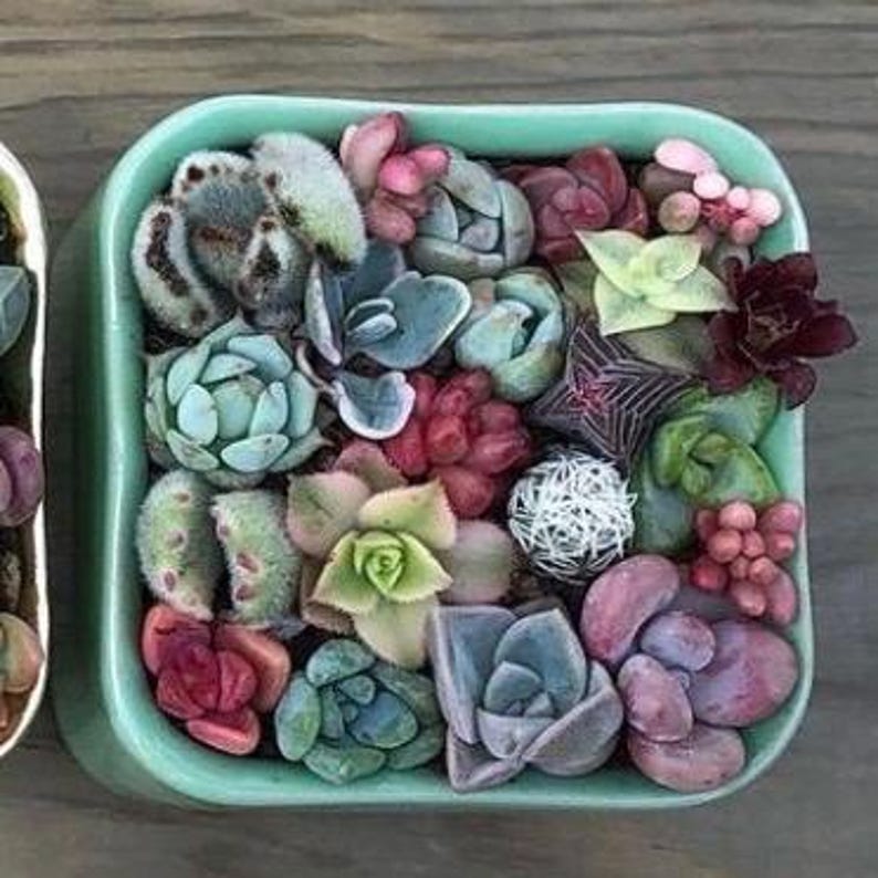 Pixie Candy Dishes: Mini Succulent Pots in Vibrant Colors, planted with brightly colored baby succulents. Gifts, Succulents