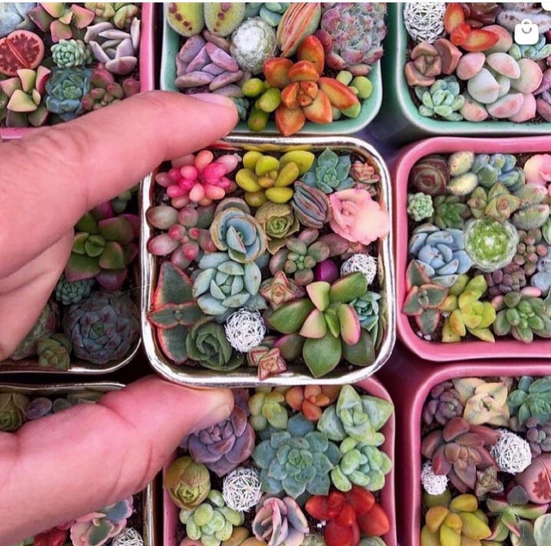 Pixie Candy Dishes: Mini Succulent Pots in Vibrant Colors, planted with brightly colored baby succulents. Gifts, Succulents
