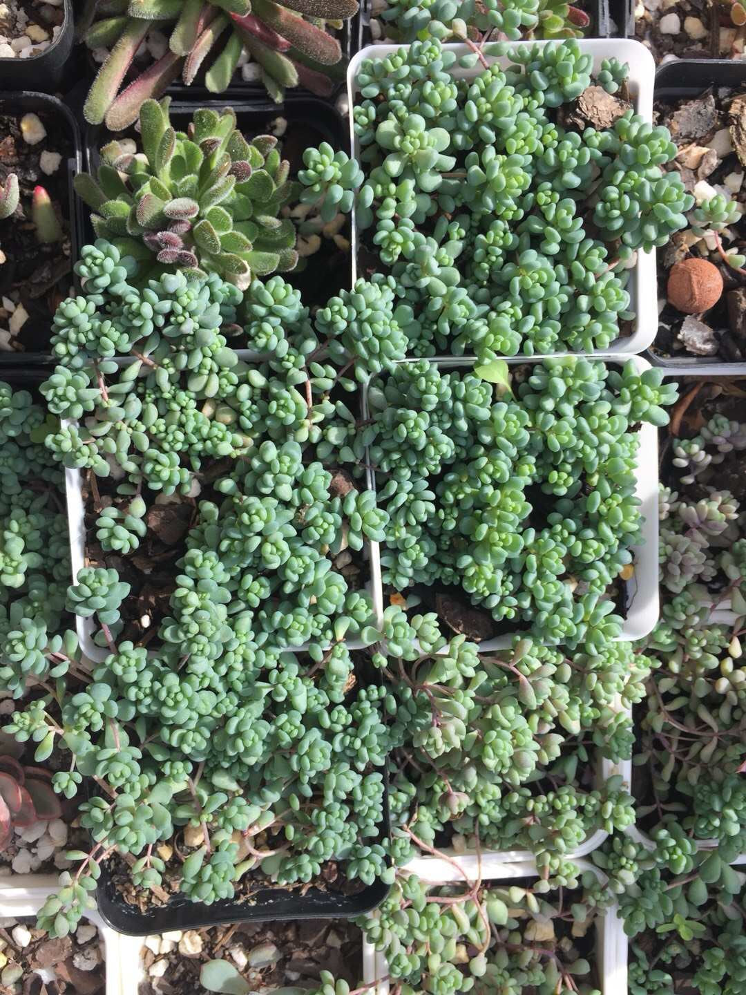Sedum dasyphyllum lilac mound