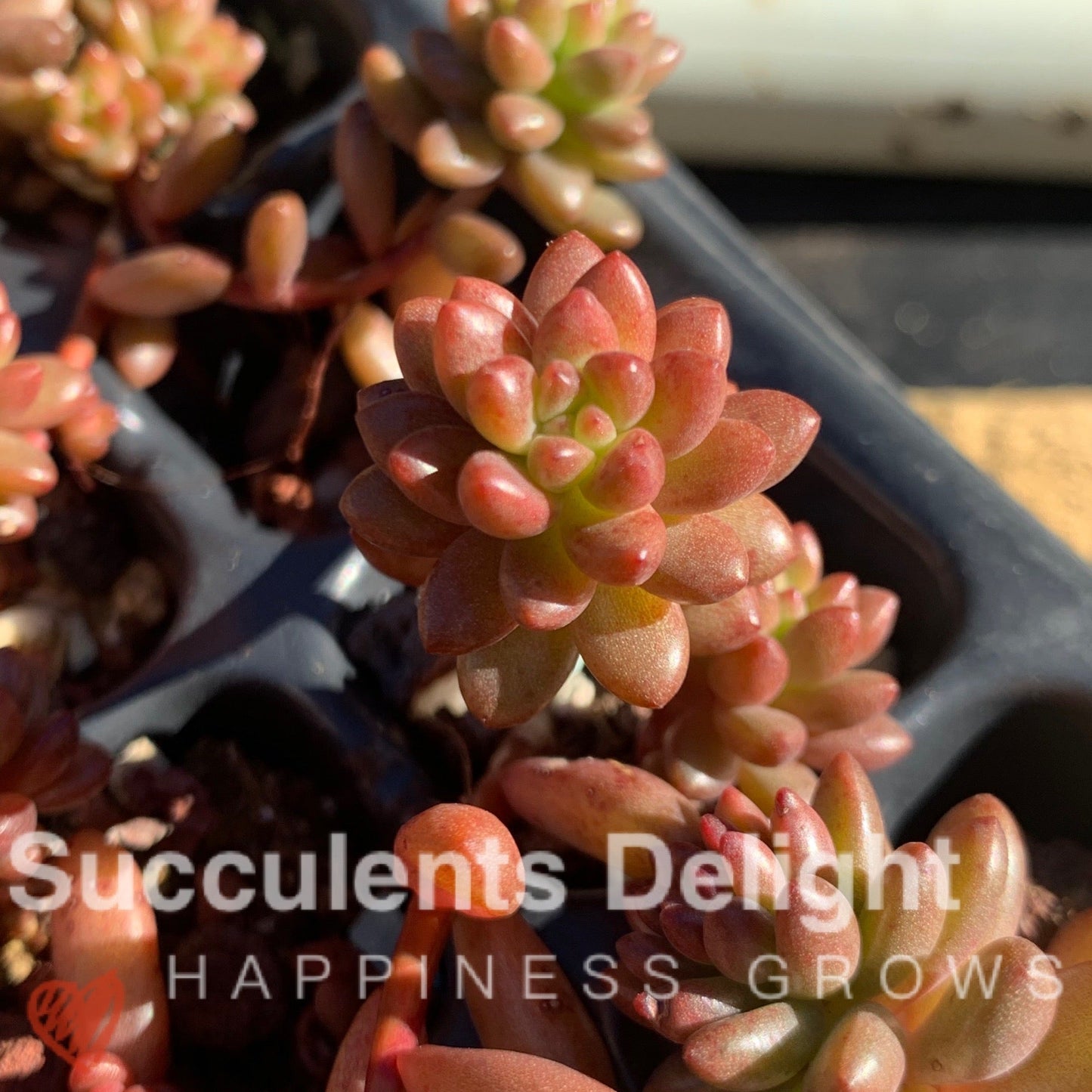 3x cuttings Sedeveria Whitestone Crop (not jelly bean) 赤豆 白石