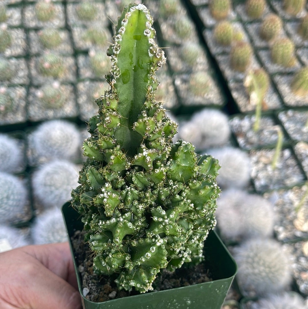 Fairy Castle Cactus - Acanthocereus Tetragonus Monstrose