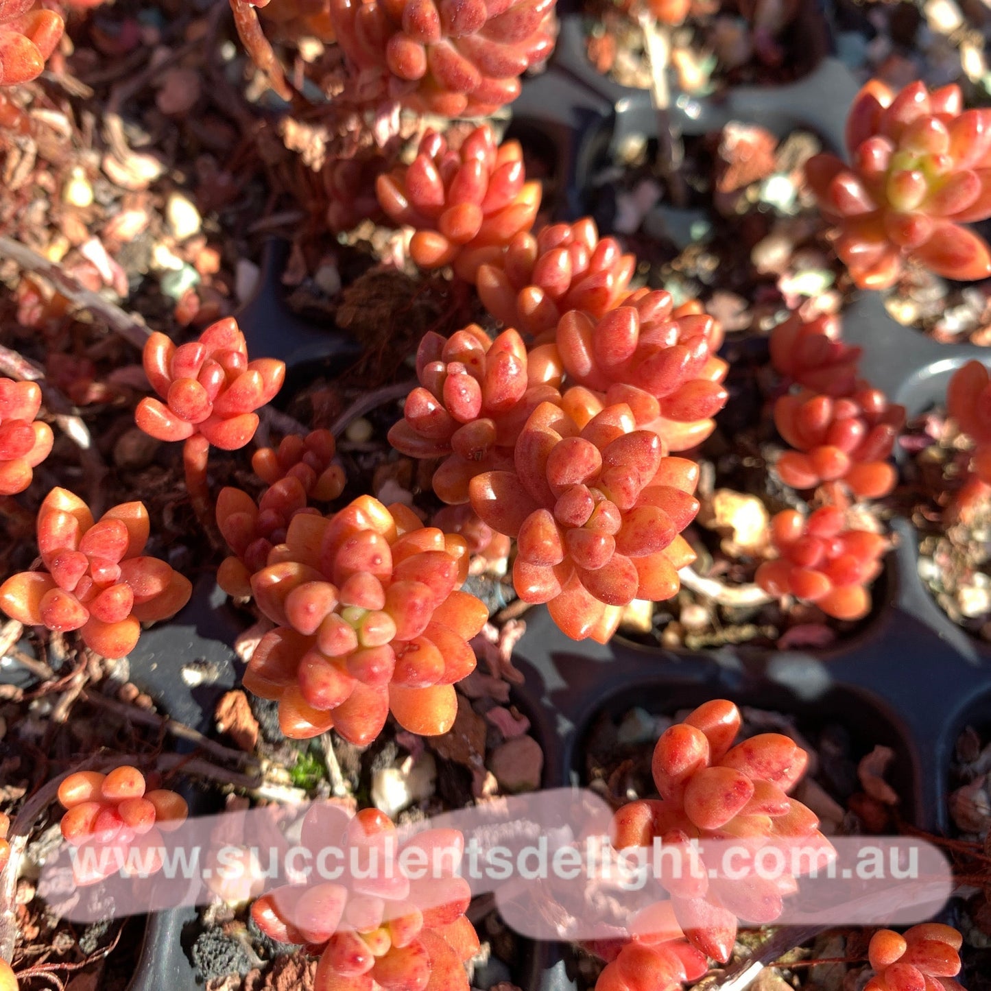 3x cuttings Sedeveria Whitestone Crop (not jelly bean) 赤豆 白石