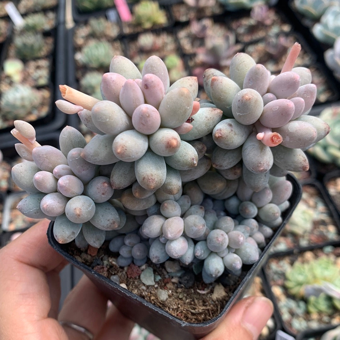Pachyphytum Machucae aka Baby finger 婴儿手指
