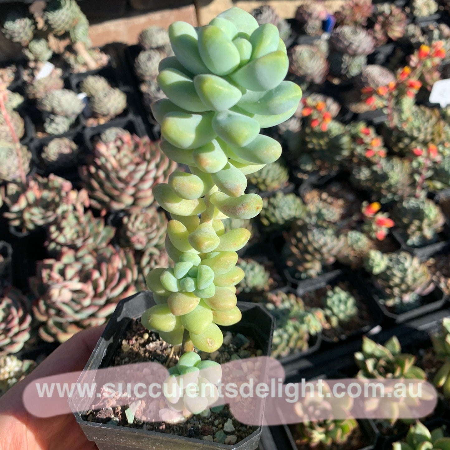 Sedum treleasei Angel‘s Tear 天使之泪