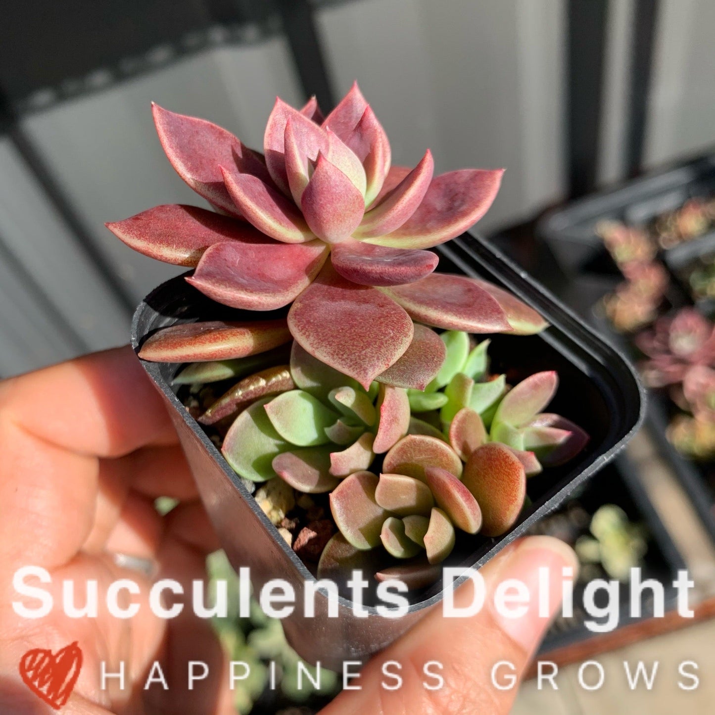 Sinocrassula Indica cluster 茵地卡群