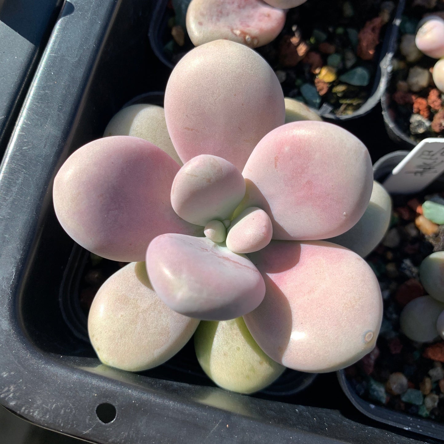 Specail!Graptopetalum Amethystinum Lavender Pebbles 桃蛋
