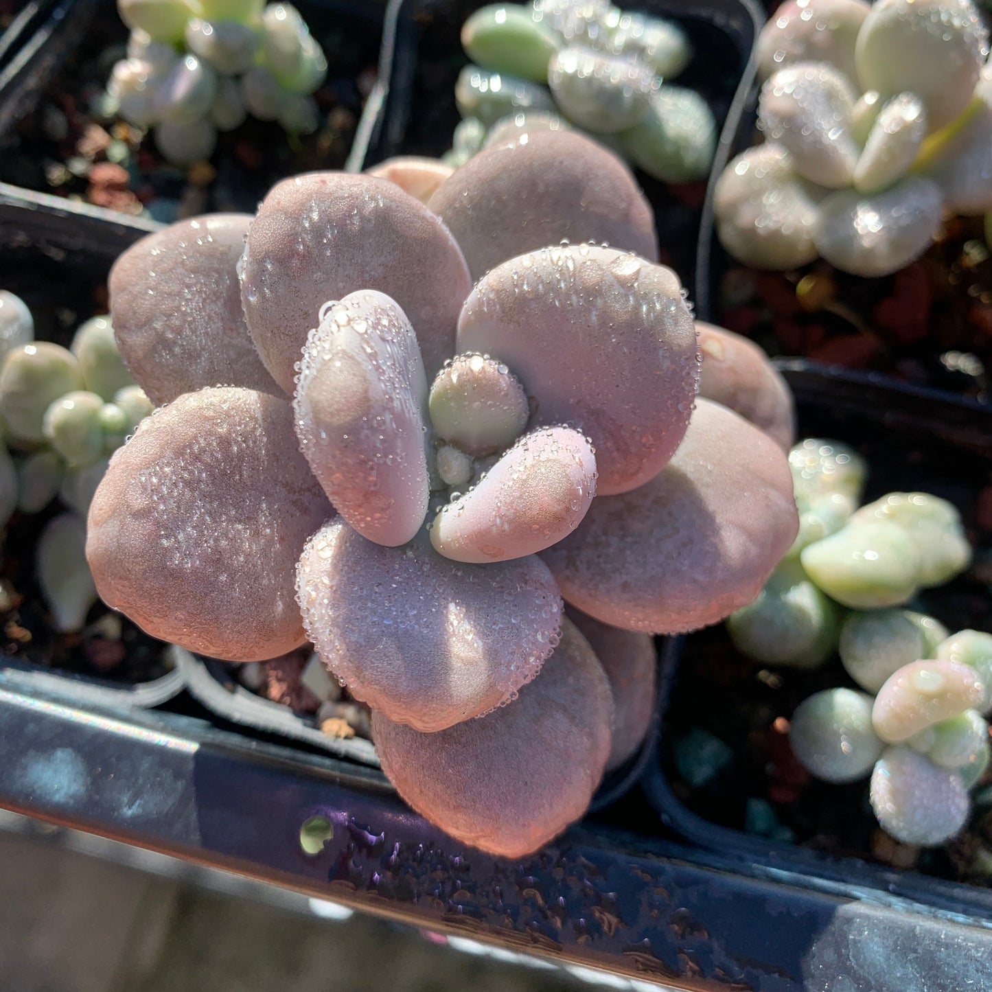 Specail!Graptopetalum Amethystinum Lavender Pebbles 桃蛋