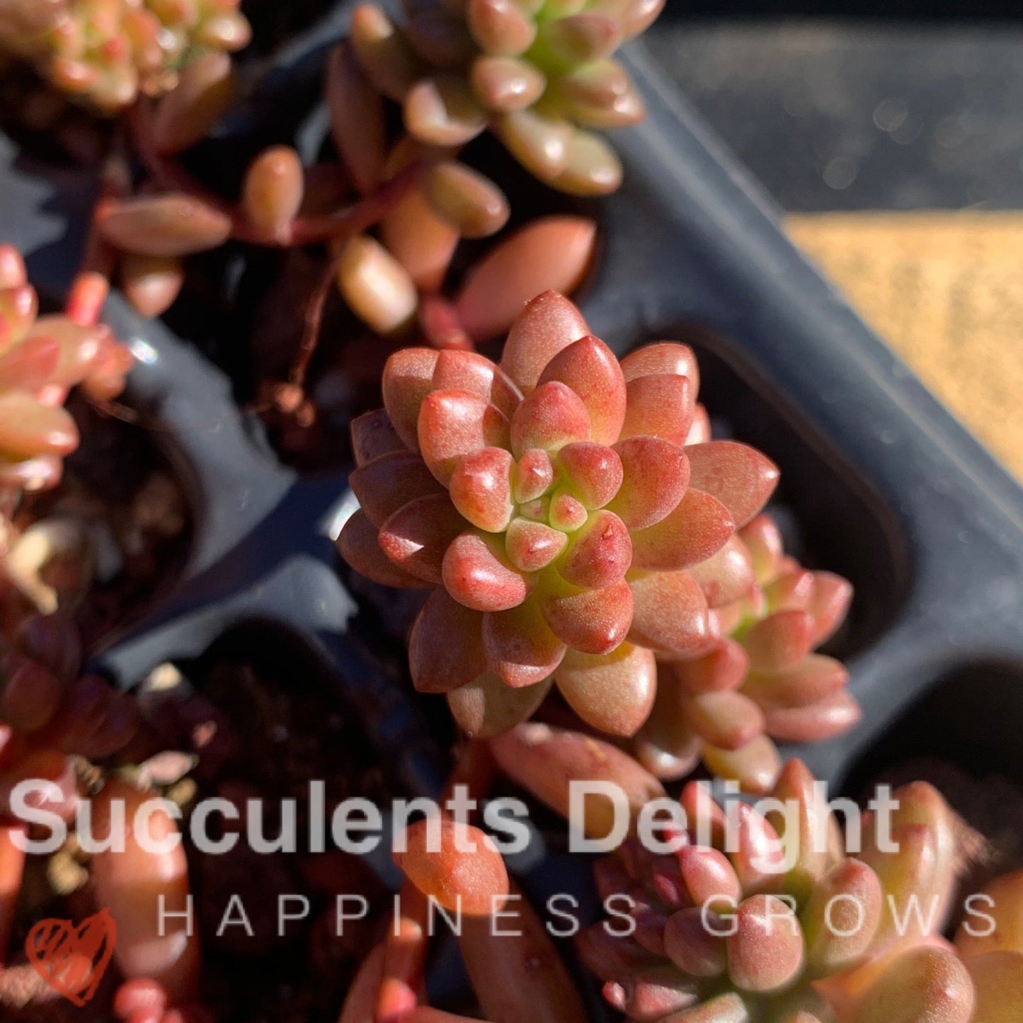 3x cuttings Sedeveria Whitestone Crop (not jelly bean) 赤豆 白石