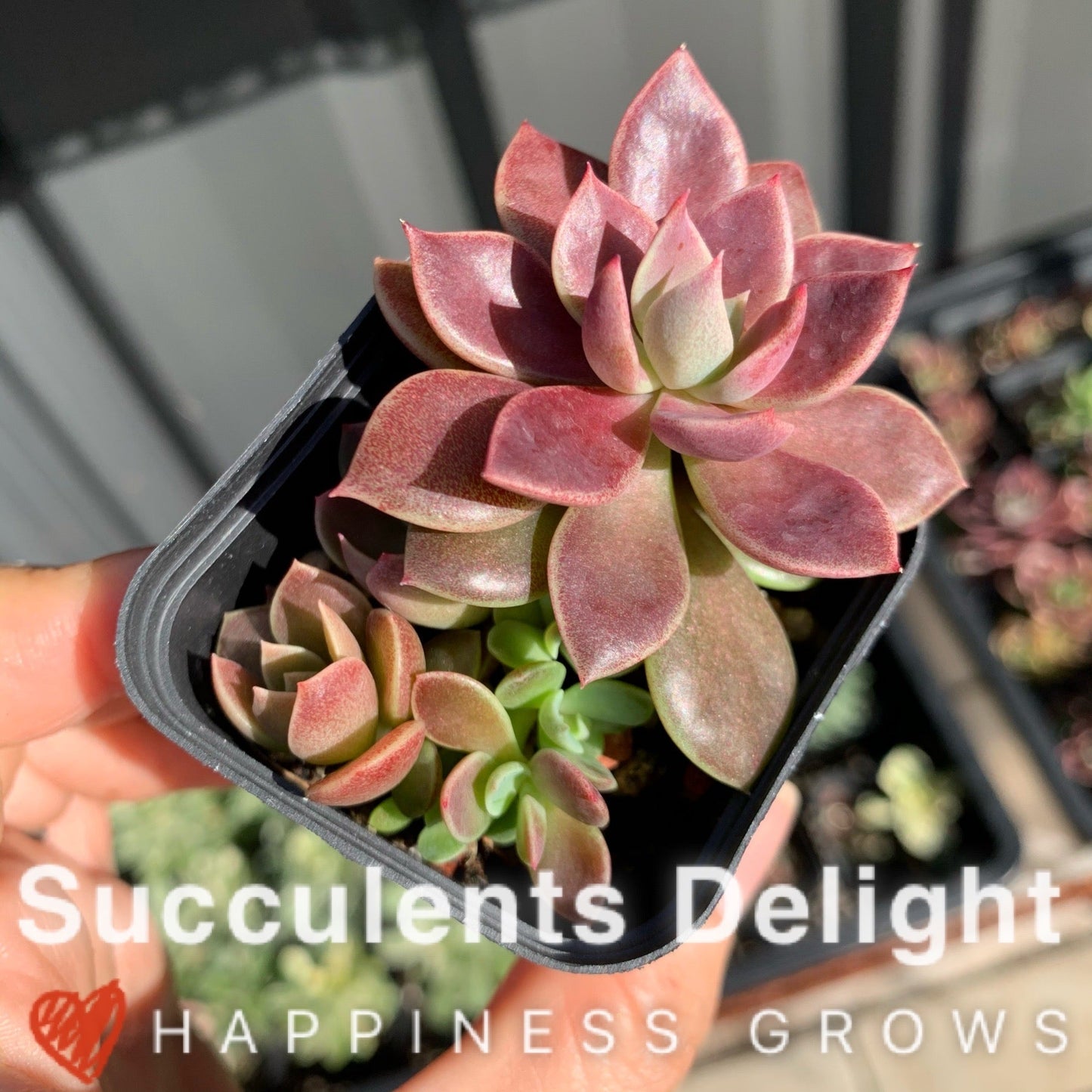 Sinocrassula Indica cluster 茵地卡群