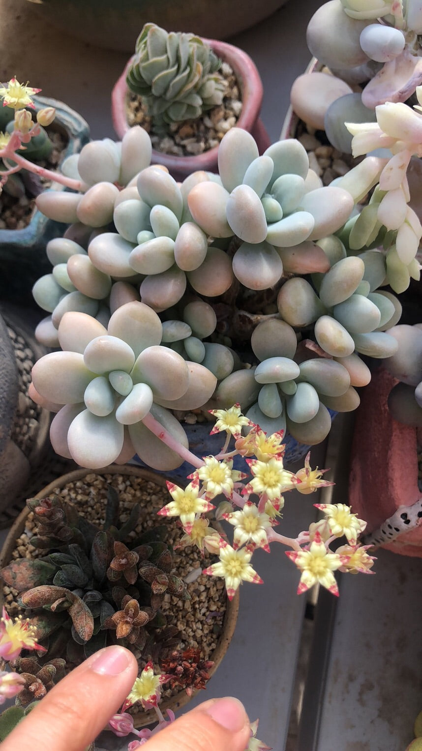 Graptosedum miul