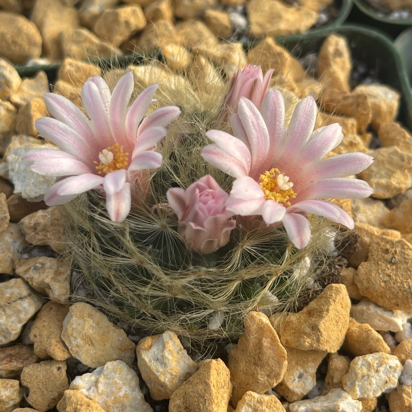 Mammillaria aureilanata