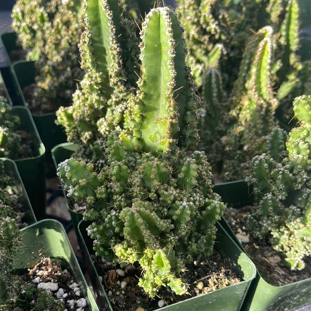 Fairy Castle Cactus - Acanthocereus Tetragonus Monstrose