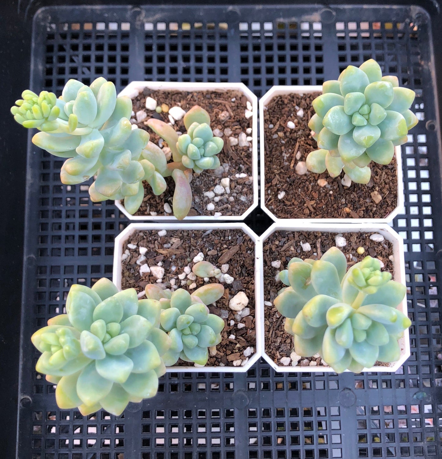 Sedum treleasei 'angel's tear'