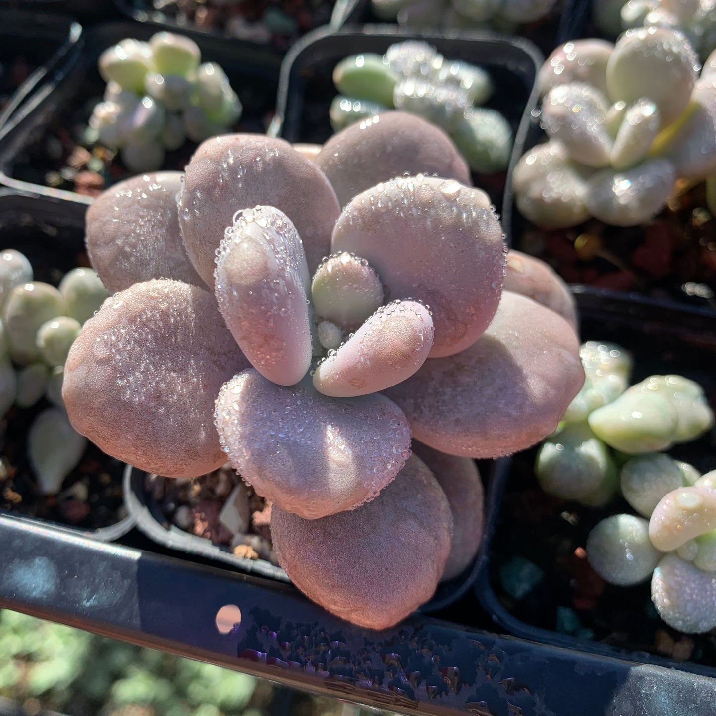 Specail!Graptopetalum Amethystinum Lavender Pebbles 桃蛋