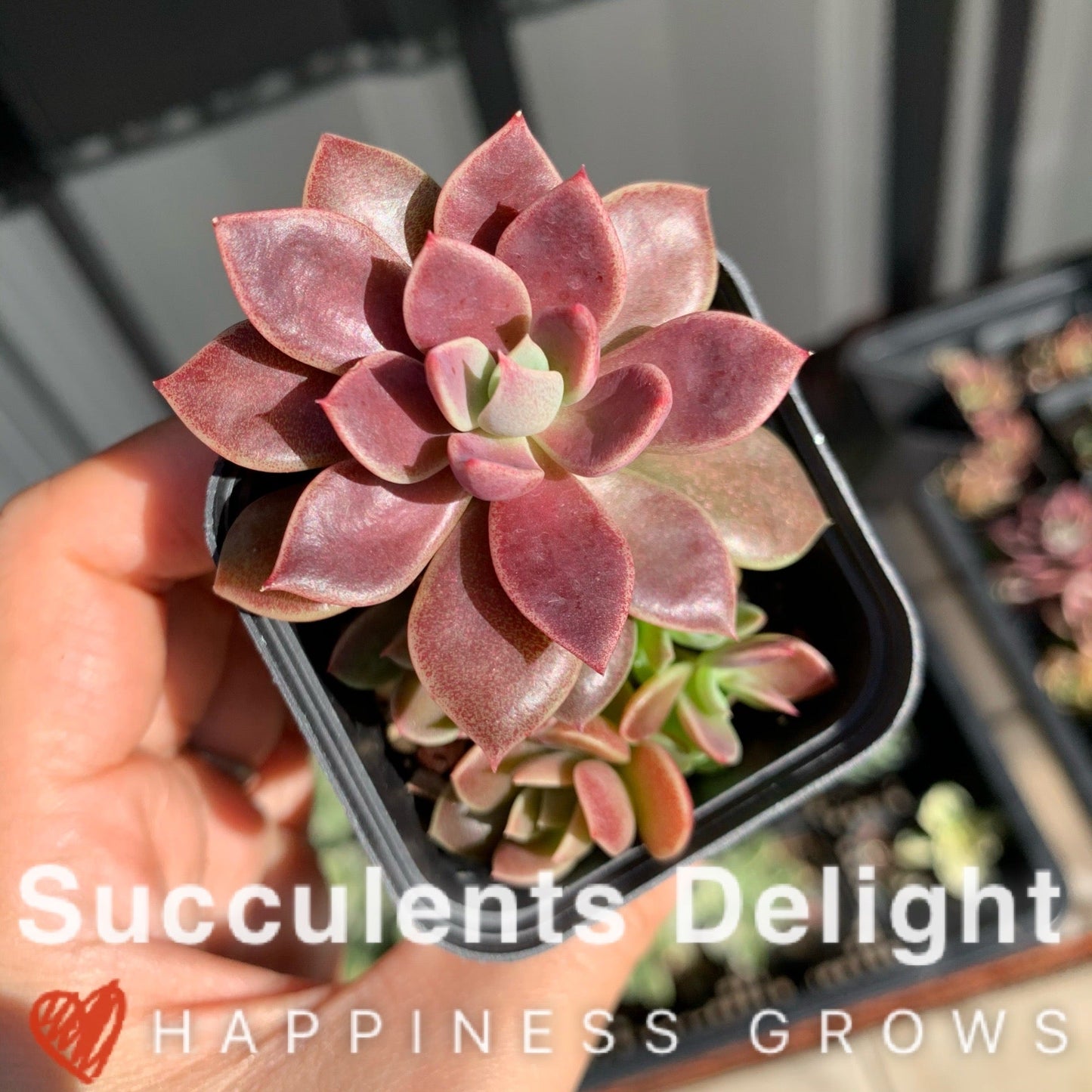 Sinocrassula Indica cluster 茵地卡群
