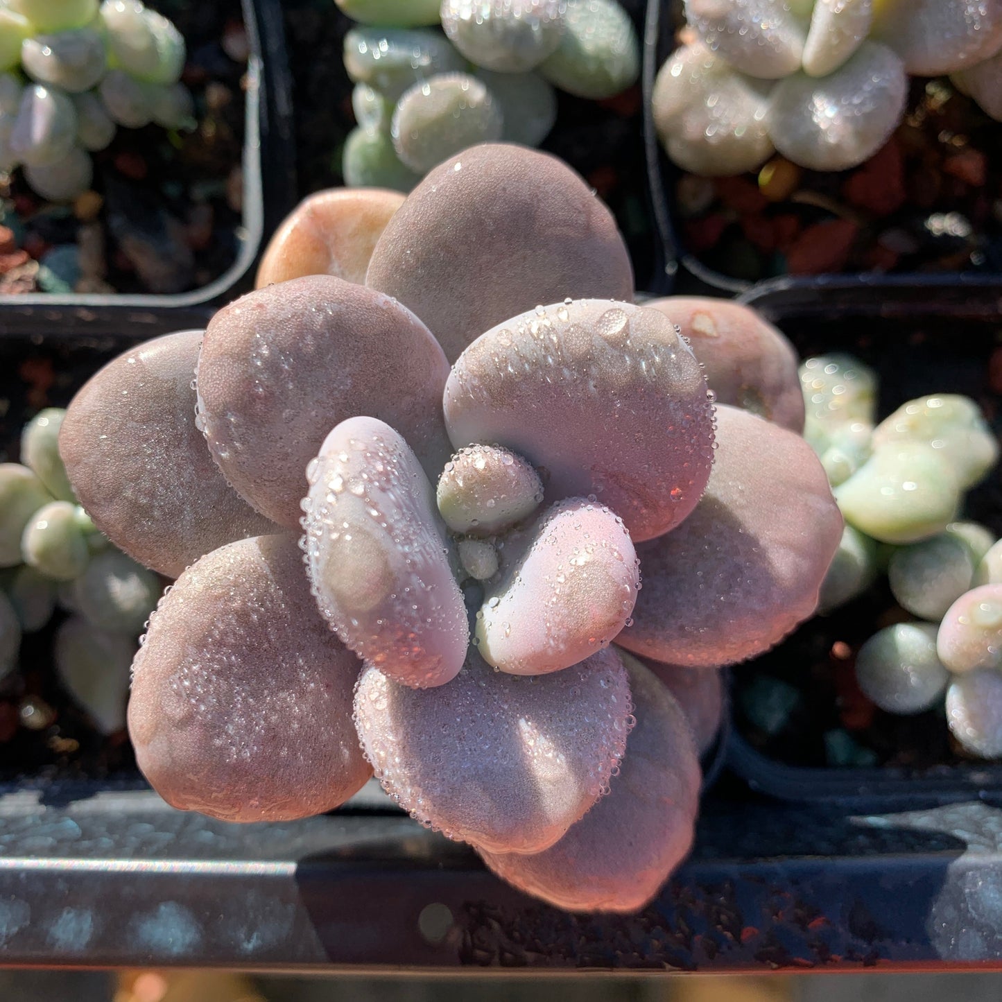 Specail!Graptopetalum Amethystinum Lavender Pebbles 桃蛋