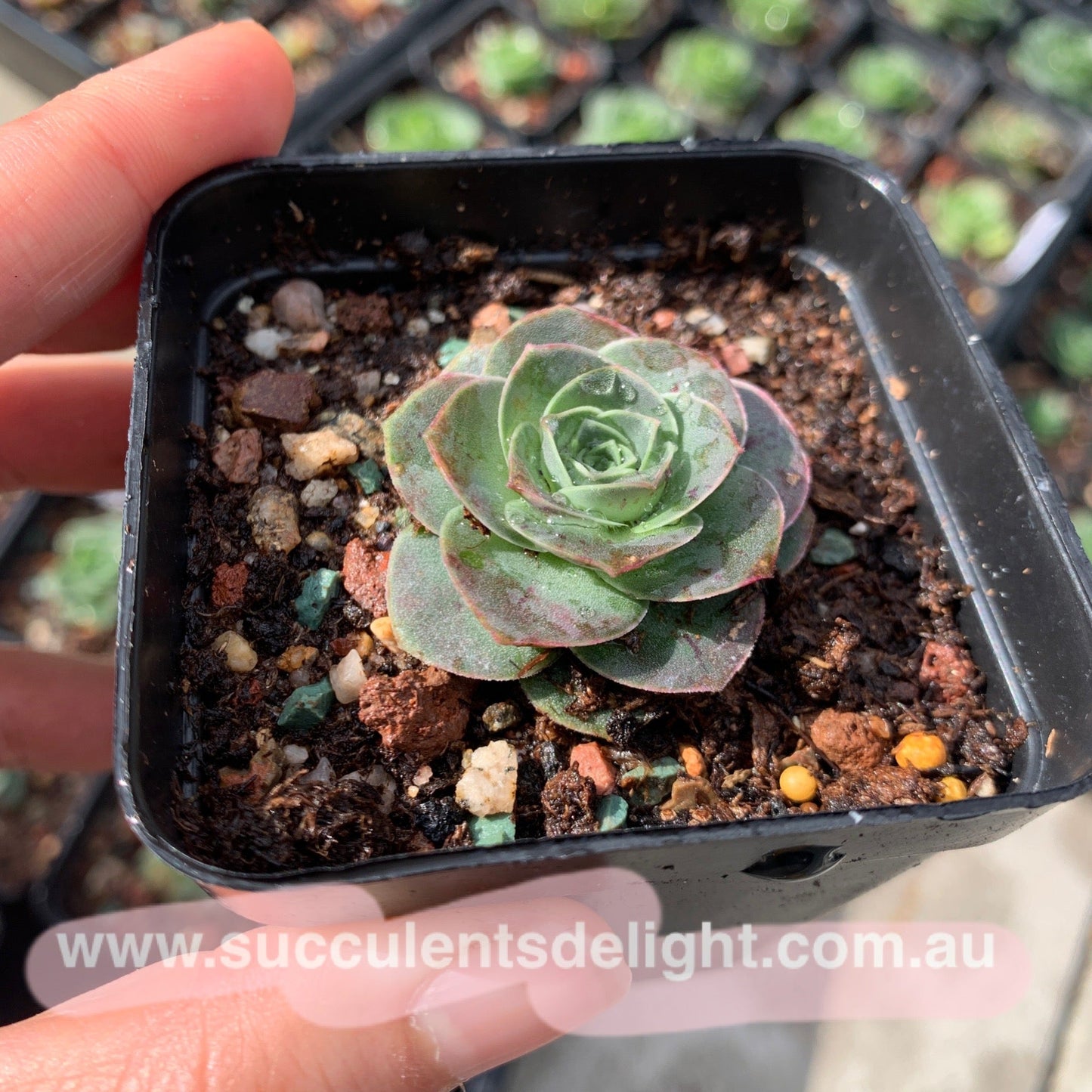 Aeonium Aureum ex El Hierro aka Pink Mountain Rose 耶罗山地玫瑰
