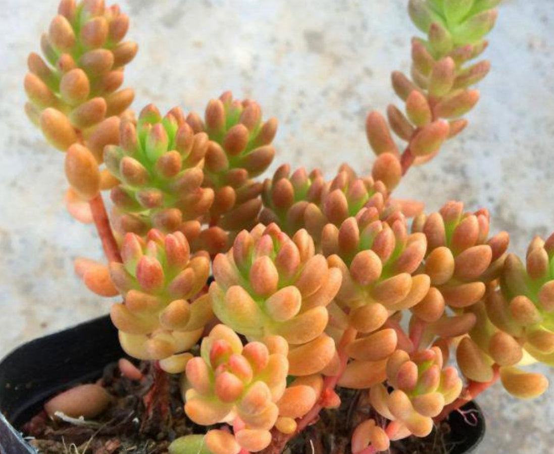 3x cuttings Sedeveria Whitestone Crop (not jelly bean) 赤豆 白石