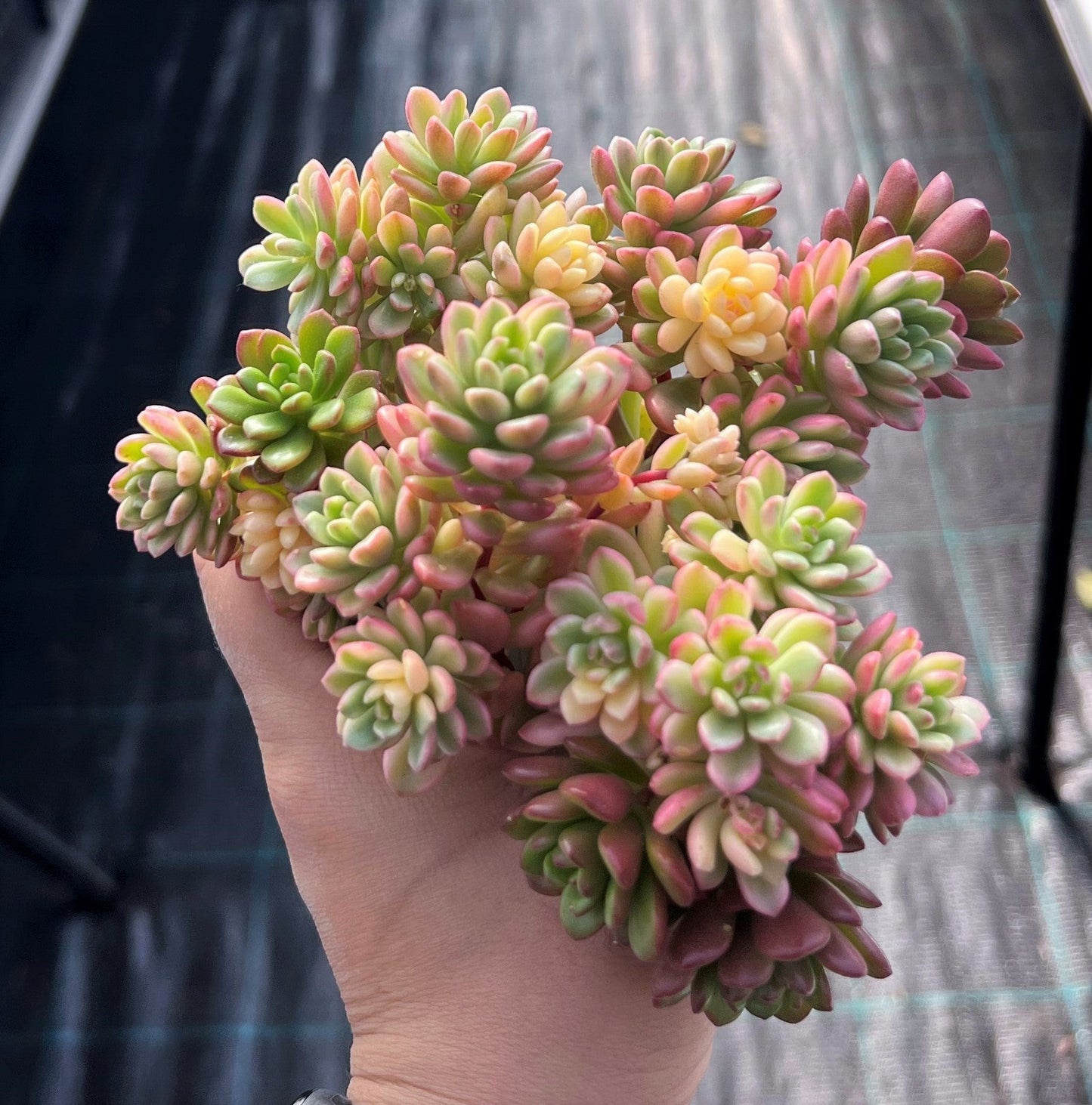 Sedum Joyce Tulloch variegata- cutting