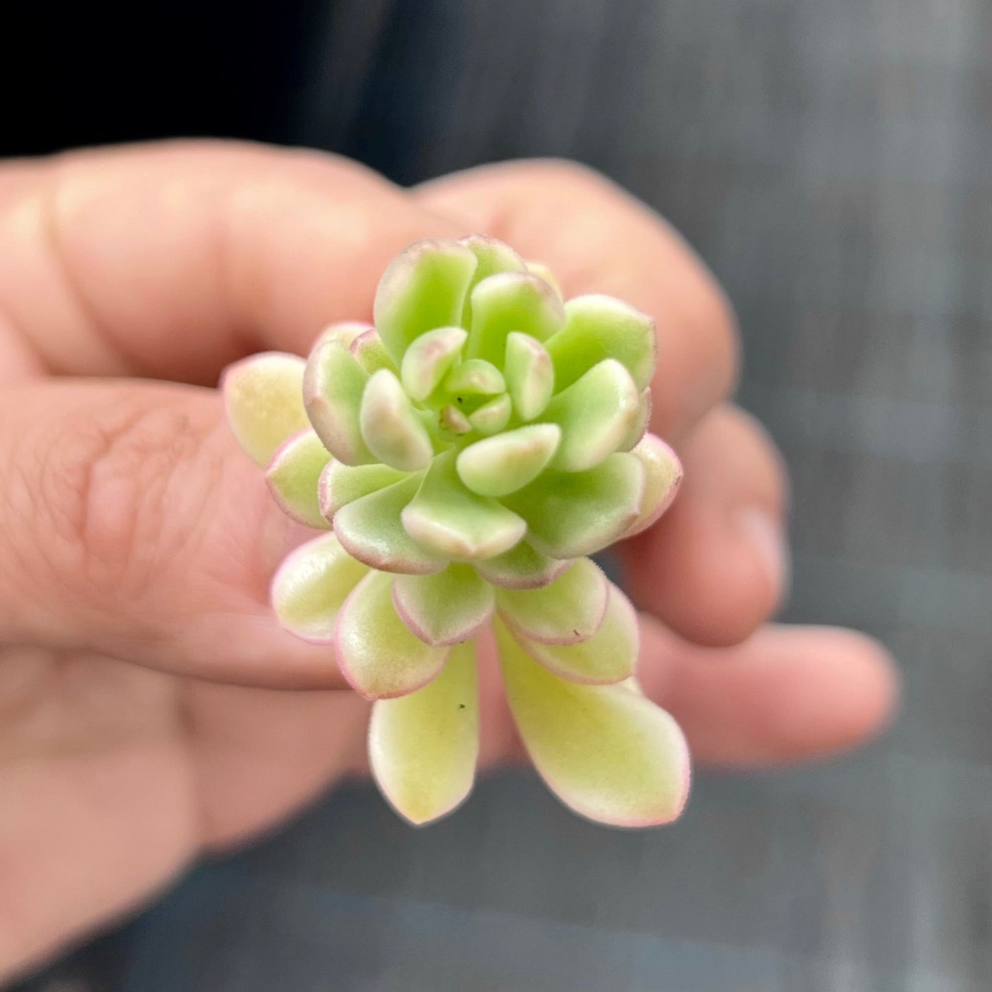 Sedum Joyce Tulloch variegata- cutting
