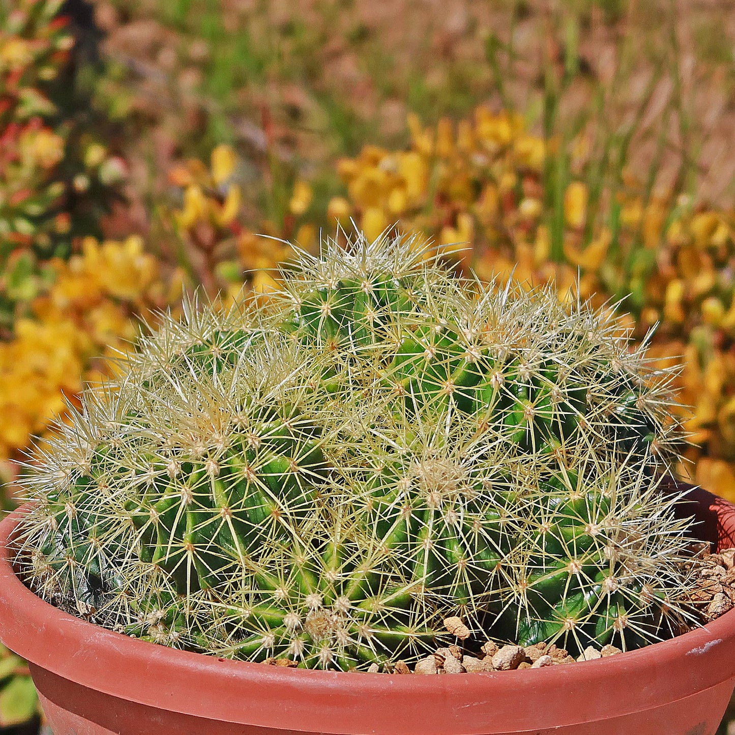 Multi-cluster Golden Barrel Cactus - Echinocactus grusonii