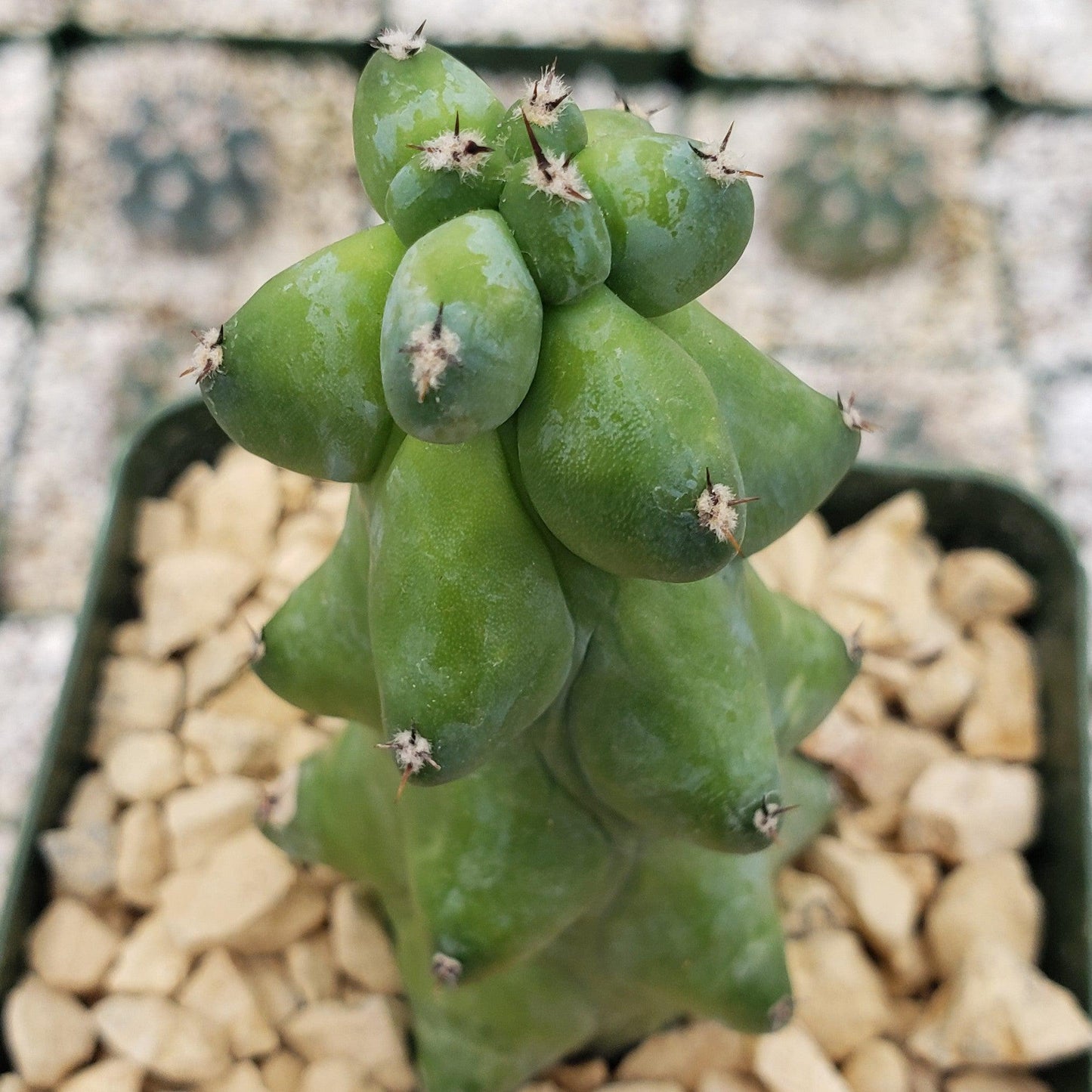 Boobie Cactus -Myrtillocactus geometrizans fukurokuryuzinboku