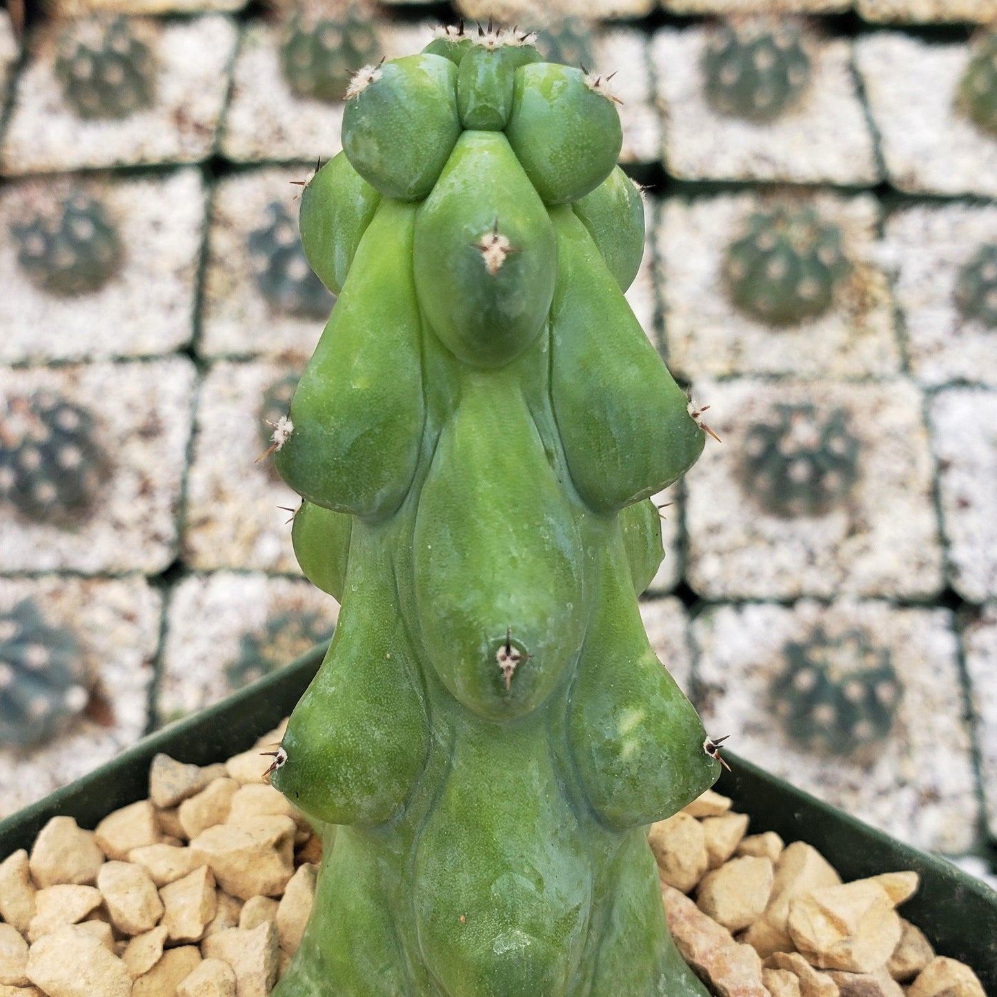 Boobie Cactus -Myrtillocactus geometrizans fukurokuryuzinboku