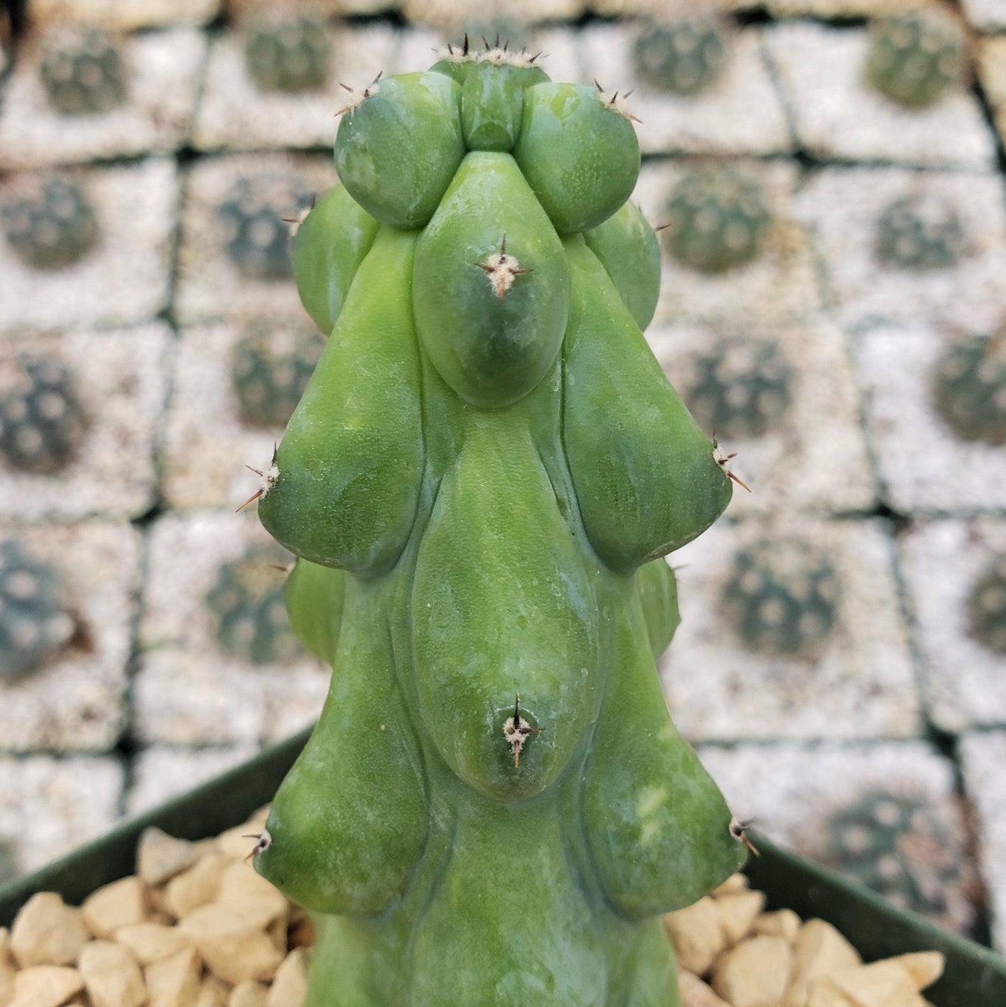 Boobie Cactus -Myrtillocactus geometrizans fukurokuryuzinboku