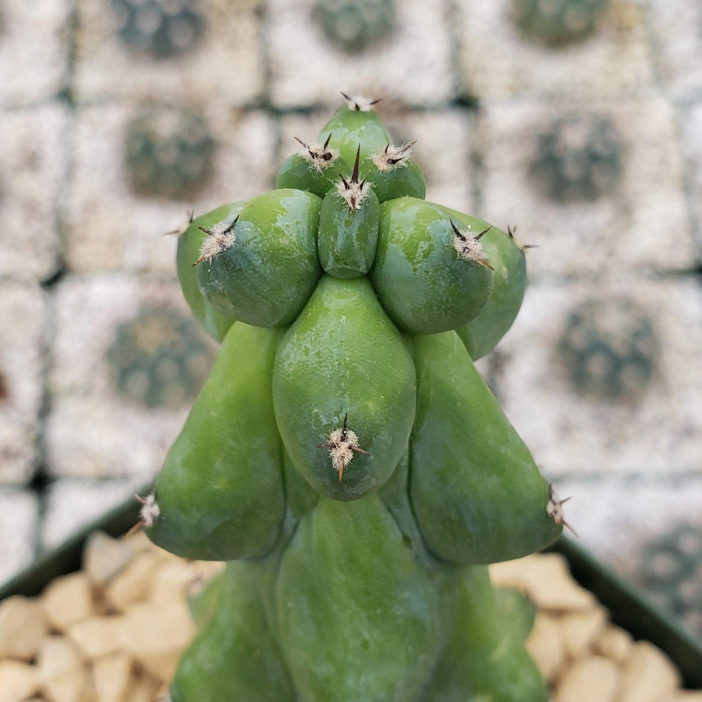 Boobie Cactus -Myrtillocactus geometrizans fukurokuryuzinboku