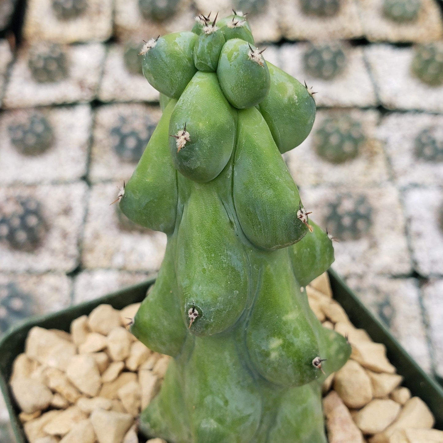 Boobie Cactus -Myrtillocactus geometrizans fukurokuryuzinboku