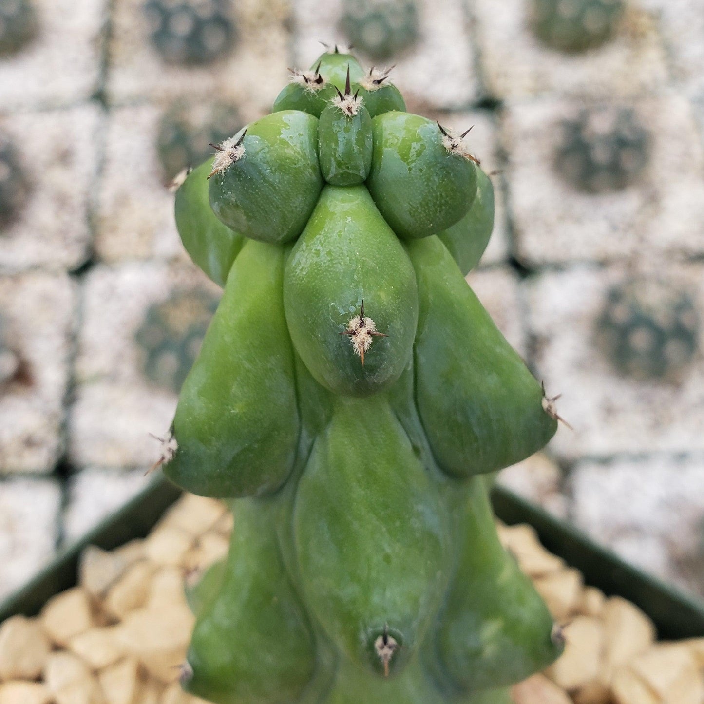Boobie Cactus -Myrtillocactus geometrizans fukurokuryuzinboku