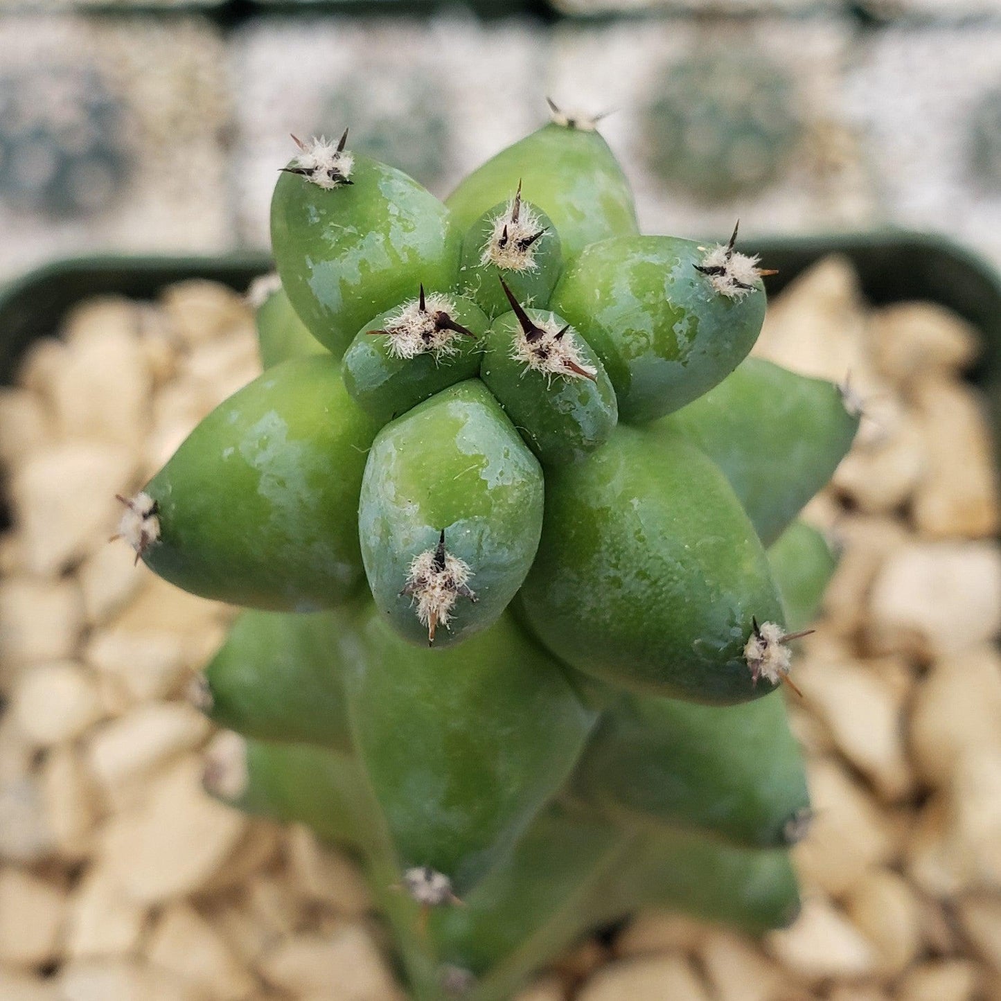 Boobie Cactus -Myrtillocactus geometrizans fukurokuryuzinboku