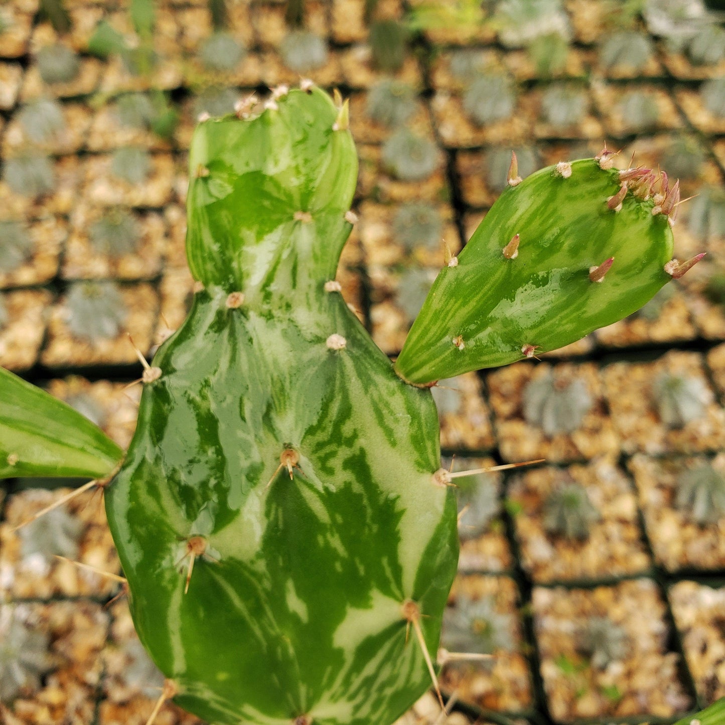 Opuntia maverick variegata