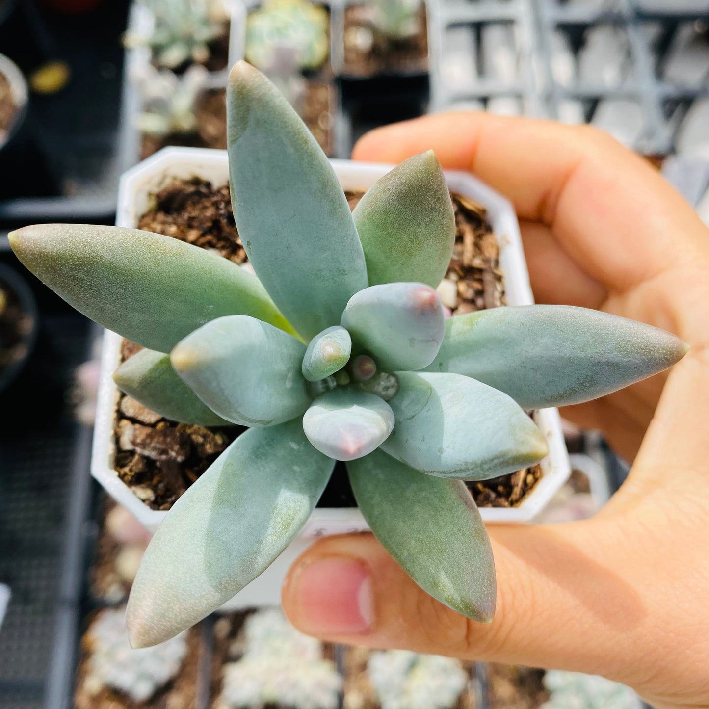 Pachyphytum coeruleum