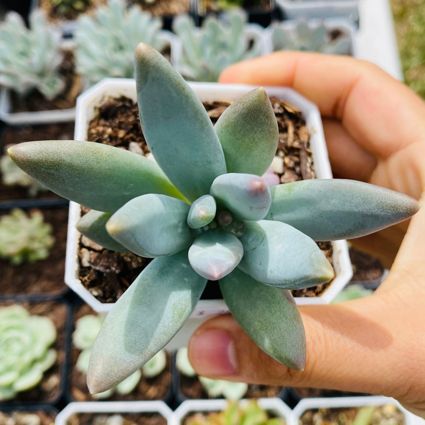 Pachyphytum coeruleum
