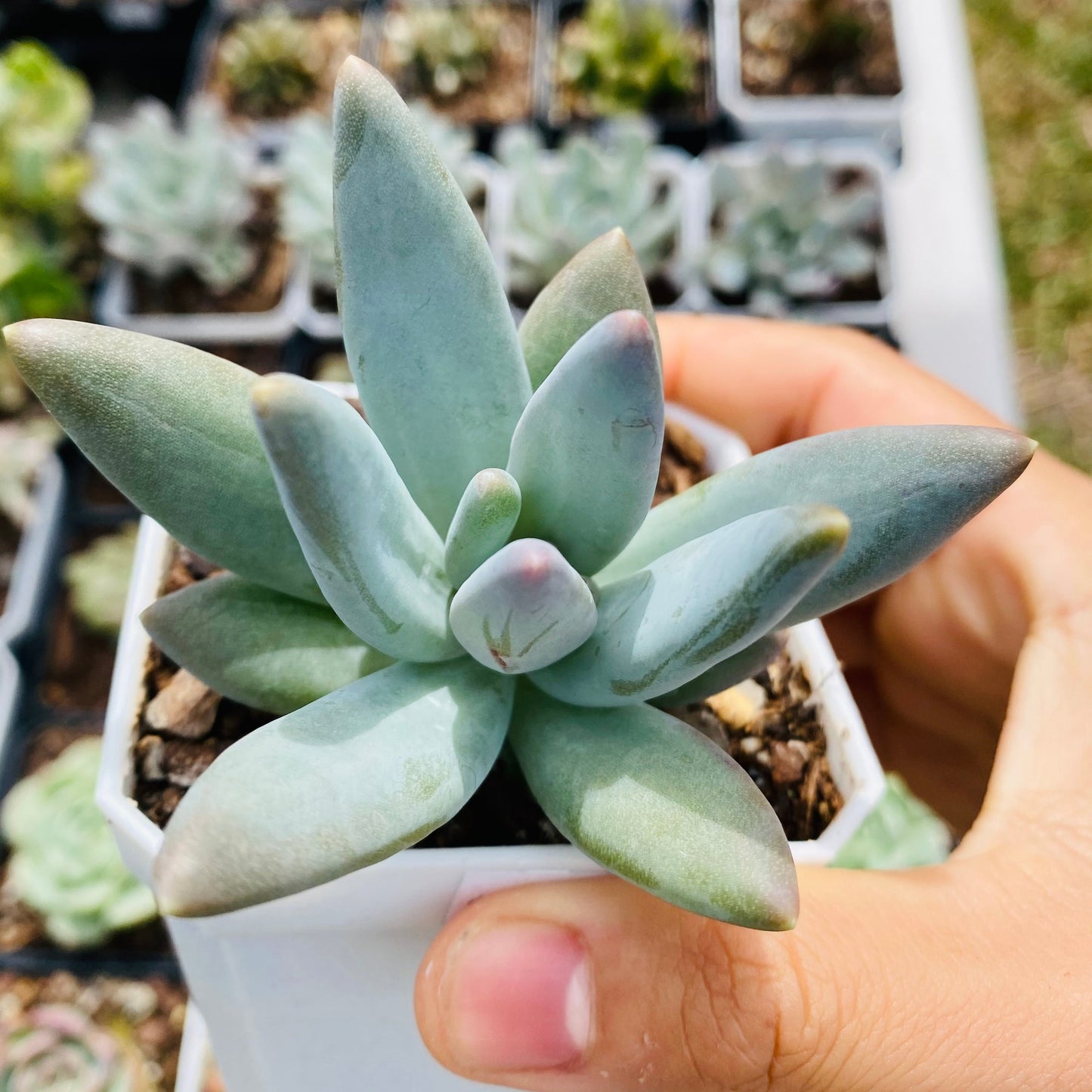 Pachyphytum coeruleum