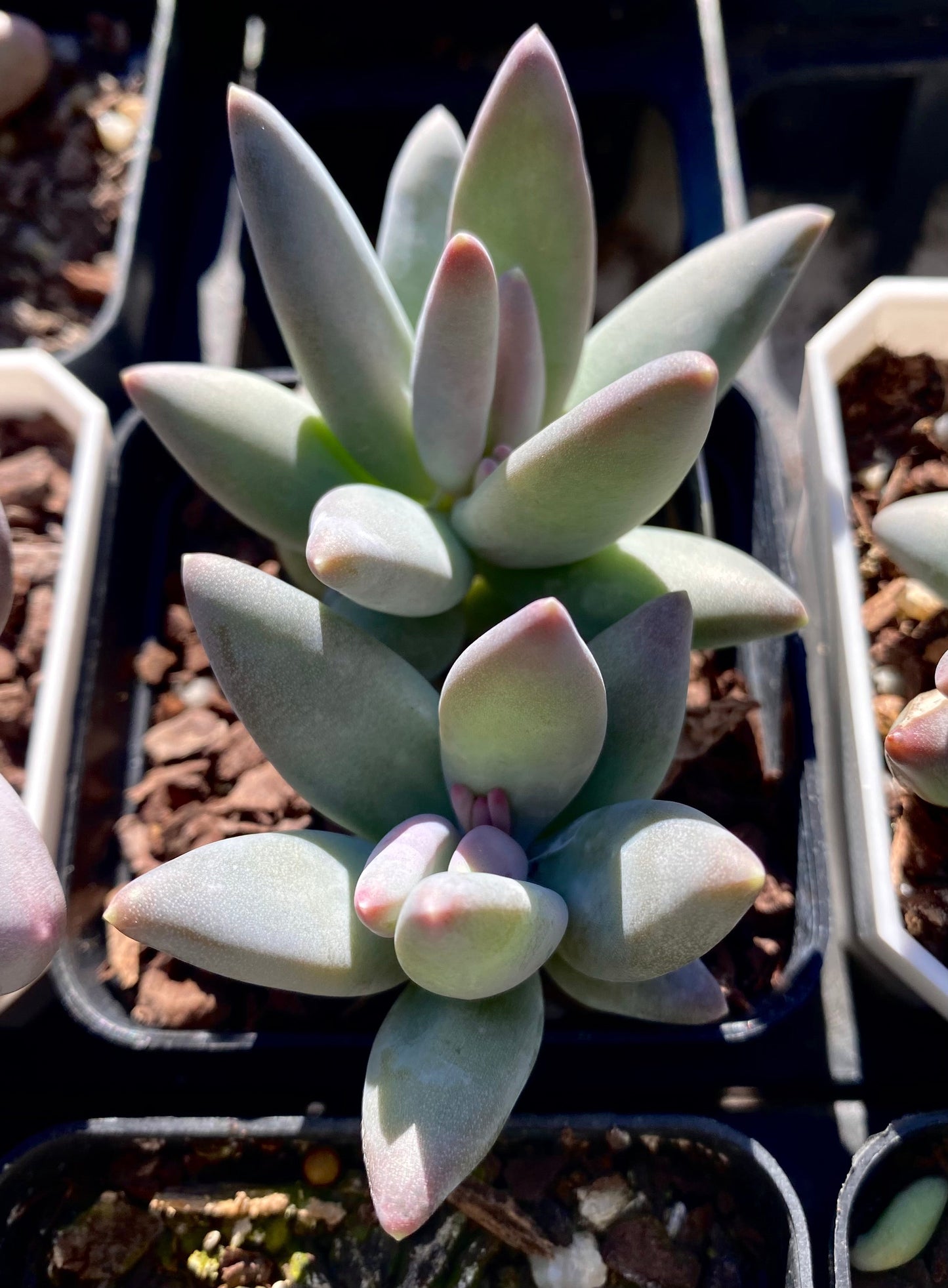 Pachyphytum coeruleum