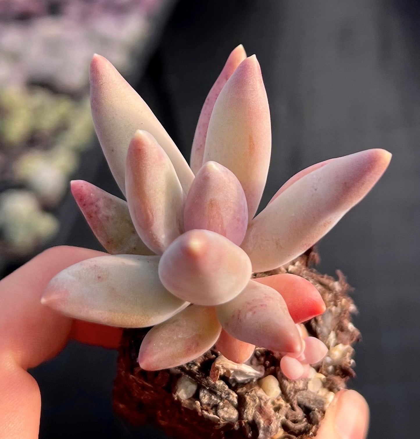 Pachyphytum coeruleum