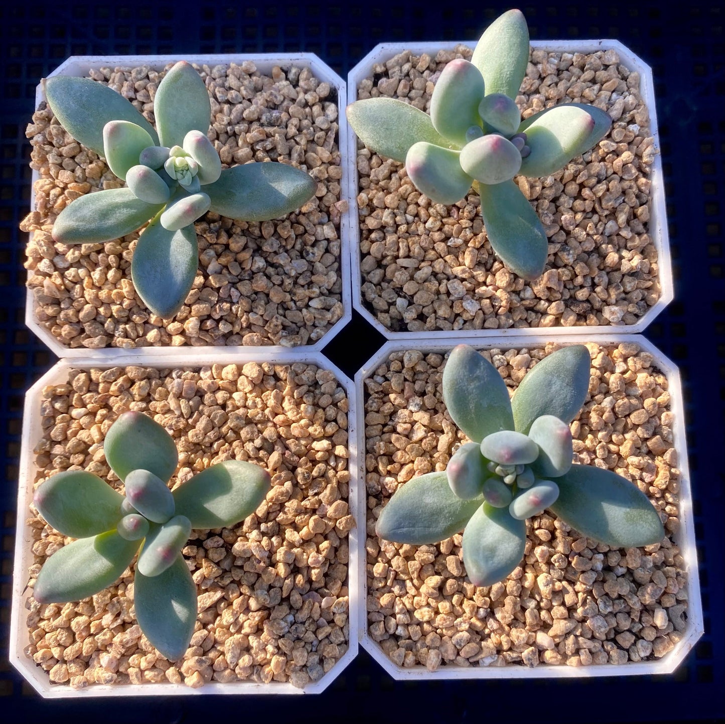 Pachyphytum garciae S