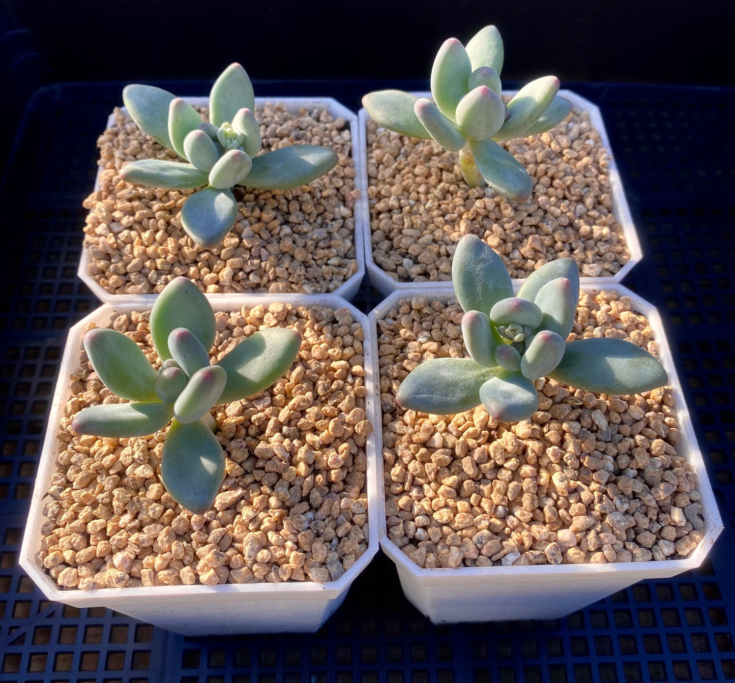 Pachyphytum garciae S