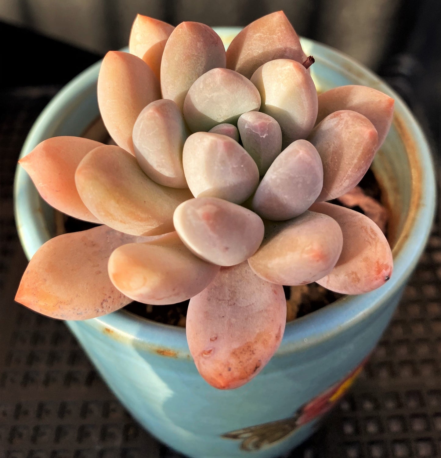 Pachyveria 'Elaine Reinelt'