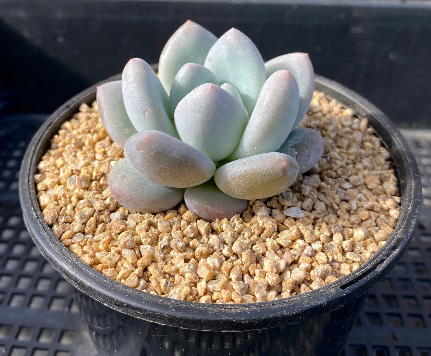 Pachyveria 'Elaine Reinelt'