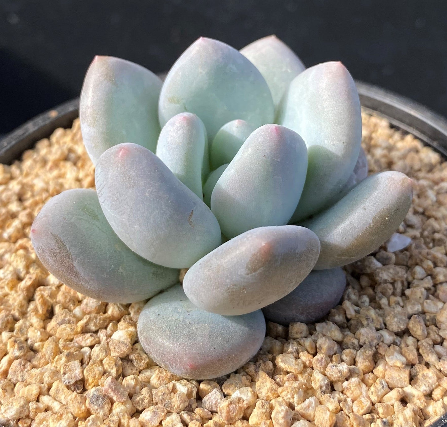 Pachyveria 'Elaine Reinelt'