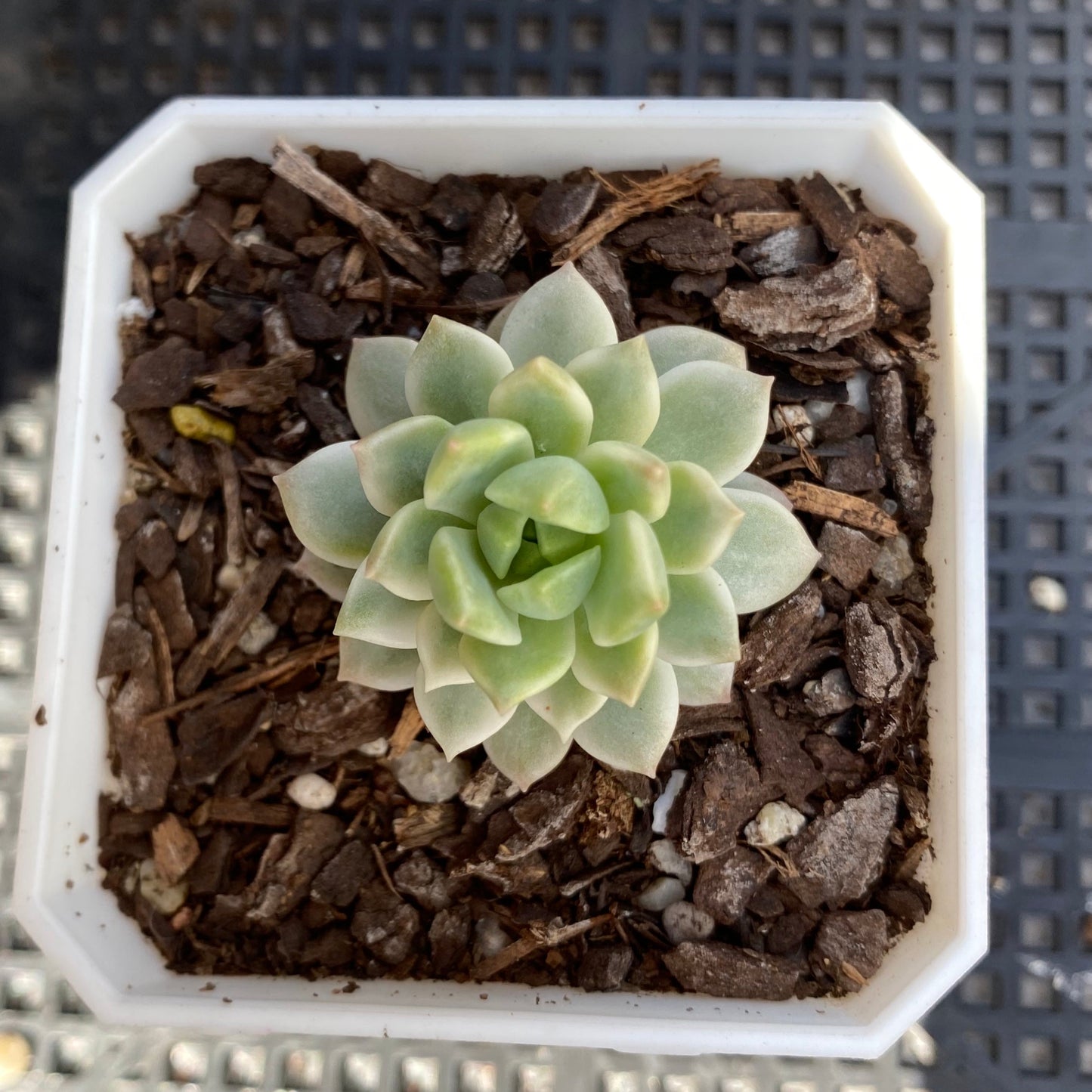 Sedeveria maialen variegata SMALL