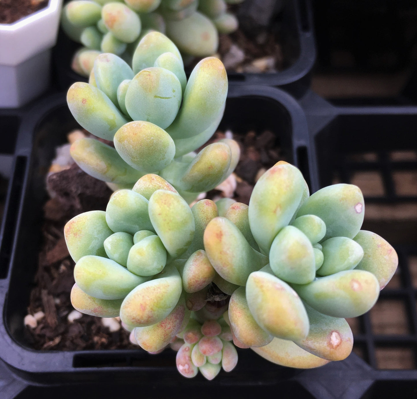 Sedum treleasei 'angel's tear'