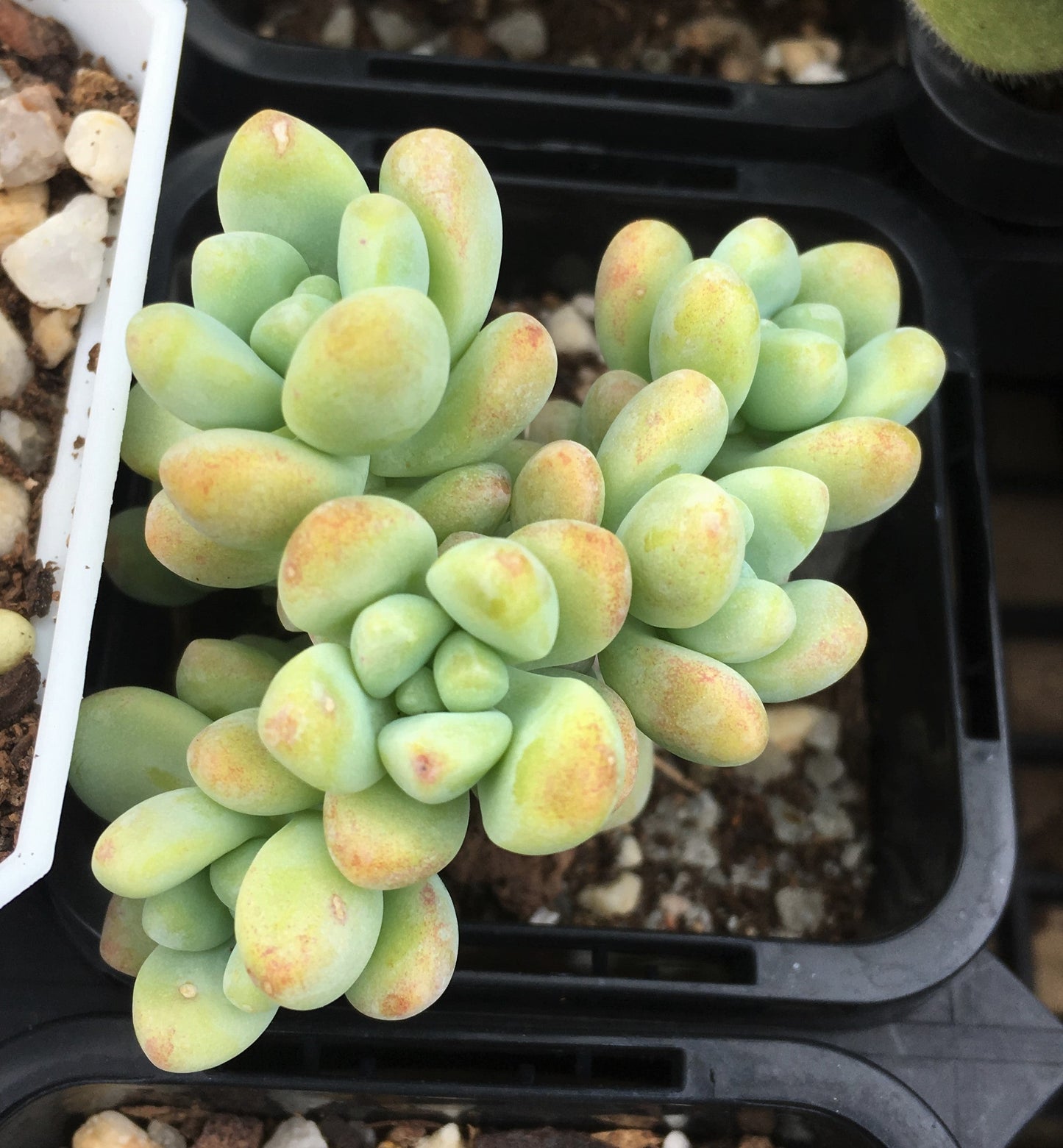 Sedum treleasei 'angel's tear'