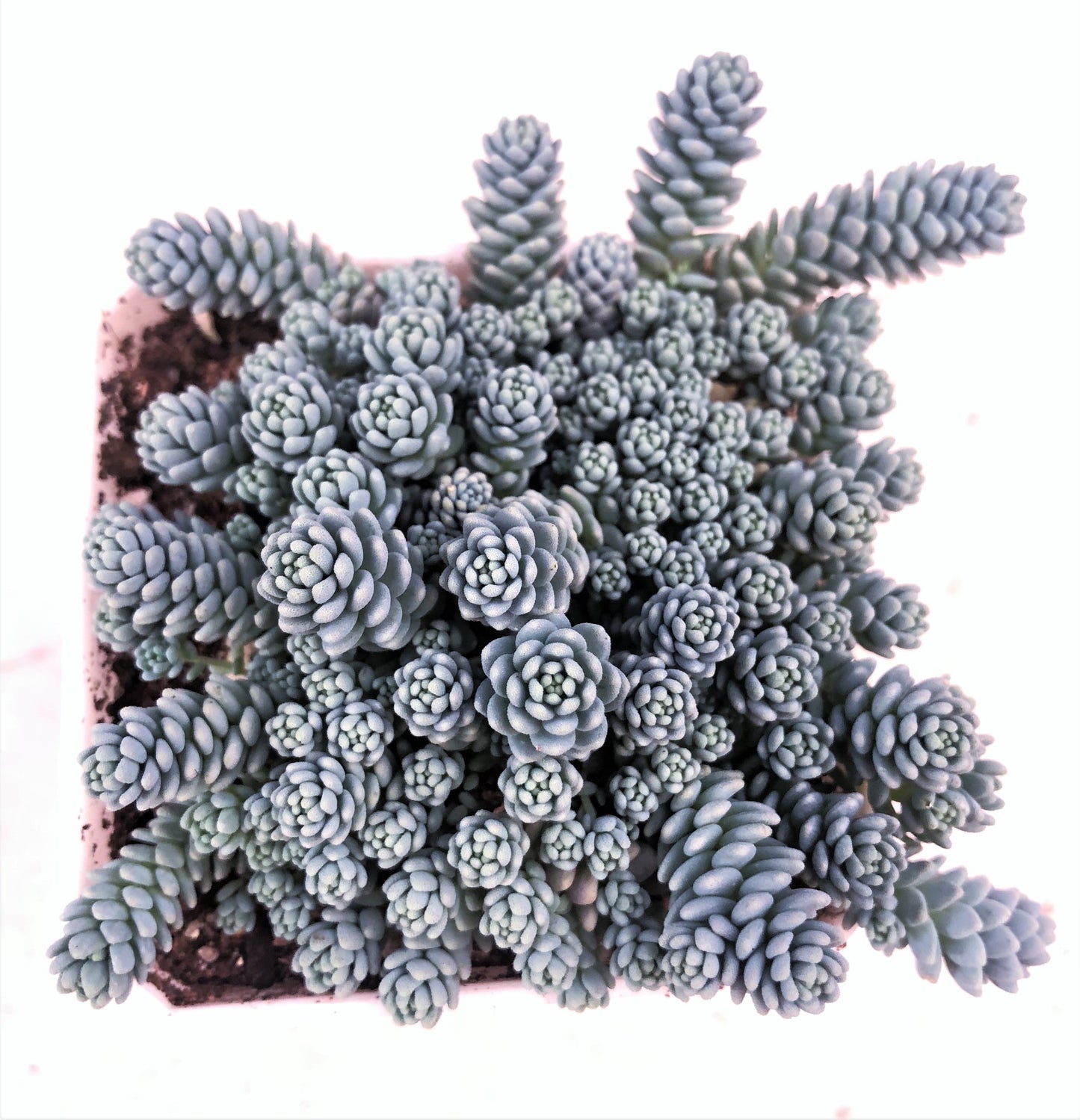 Sedum dasyphyllum major