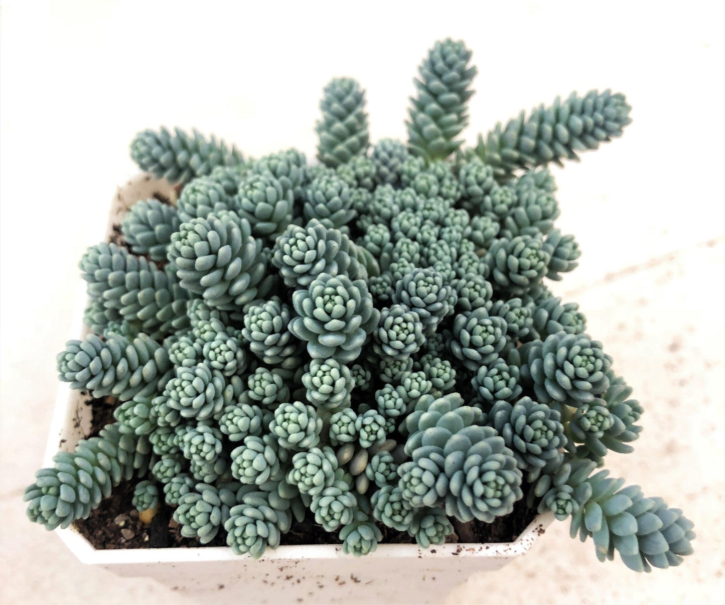 Sedum dasyphyllum major